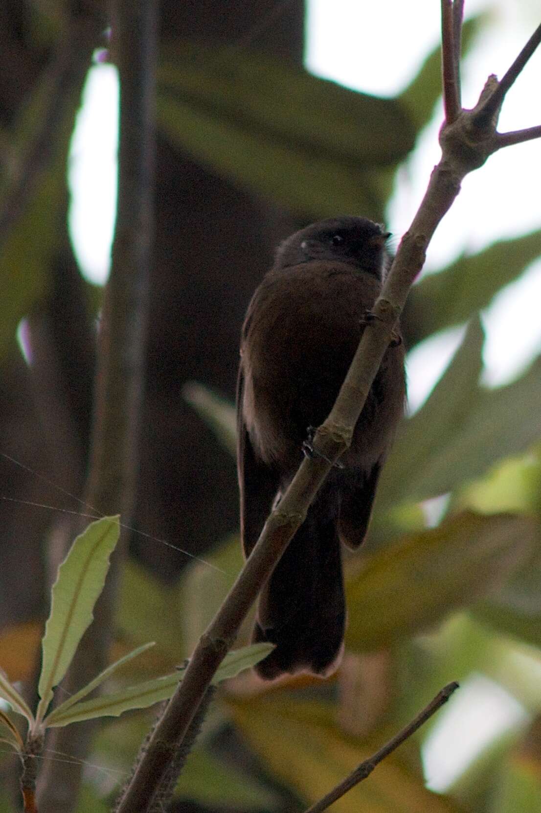 Image of Rhipidura fuliginosa fuliginosa (Sparrman 1787)