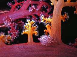 Image of Twotone soft coral