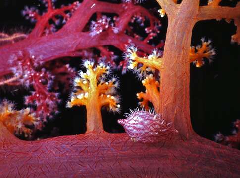 Image of Twotone soft coral