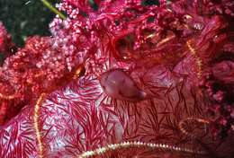 Image of Twotone soft coral