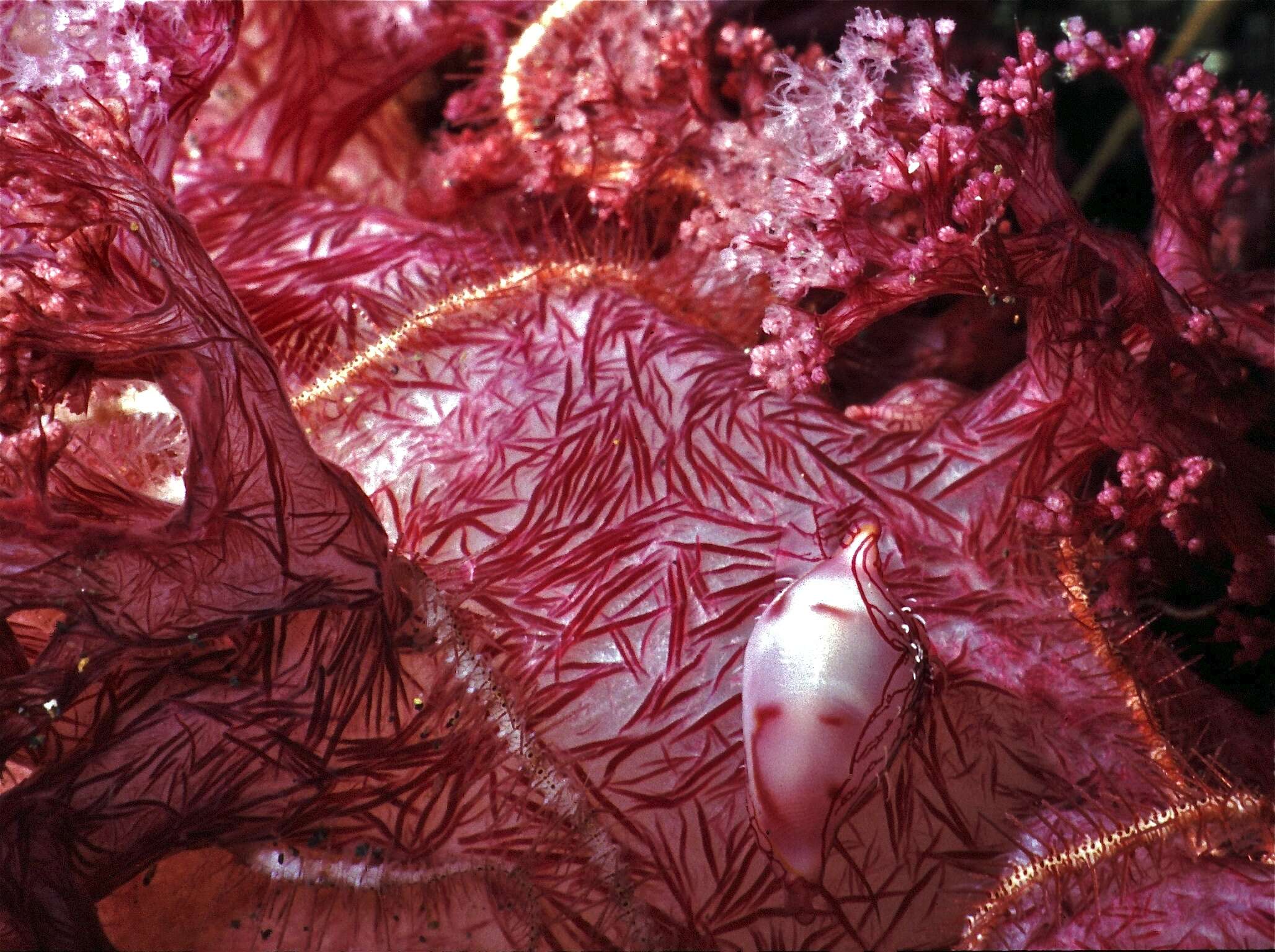 Image of Twotone soft coral