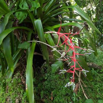 Aechmea dichlamydea Baker的圖片