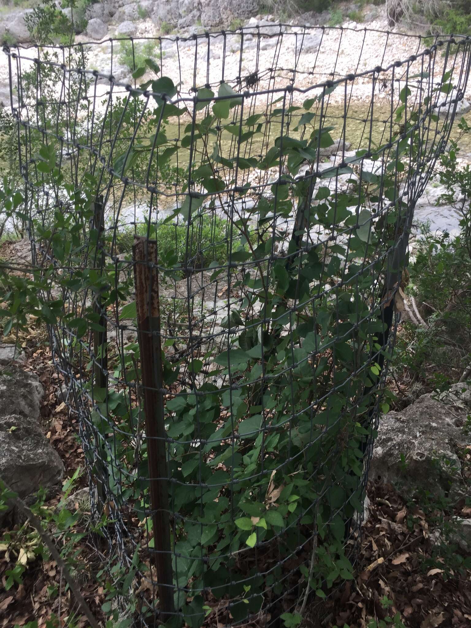 Styrax platanifolius subsp. texanus (Cory) P. W. Fritsch的圖片