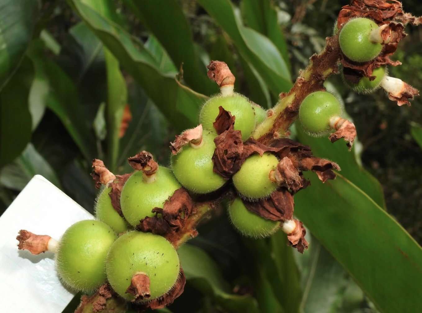 Image of Alpinia hainanensis K. Schum.