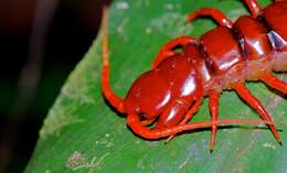 Image of Chinese Red Head