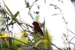 Sivun Pyrenestes sanguineus Swainson 1837 kuva