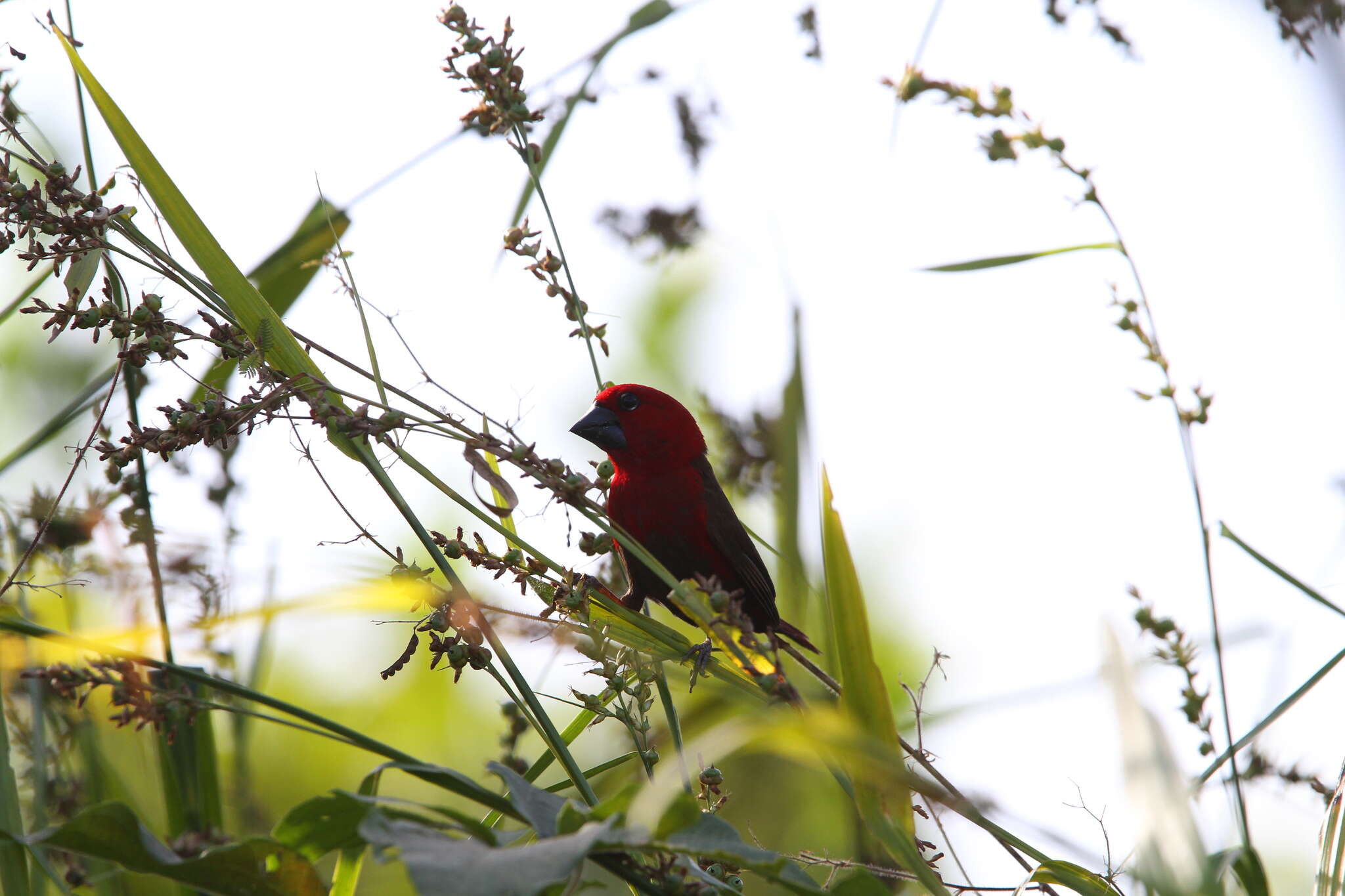 Image of Crimson Seedcracker