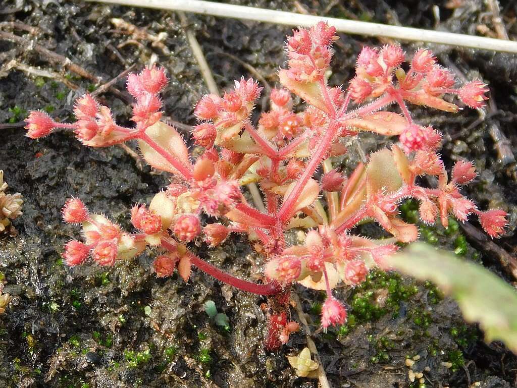 Image of Crassula strigosa L.