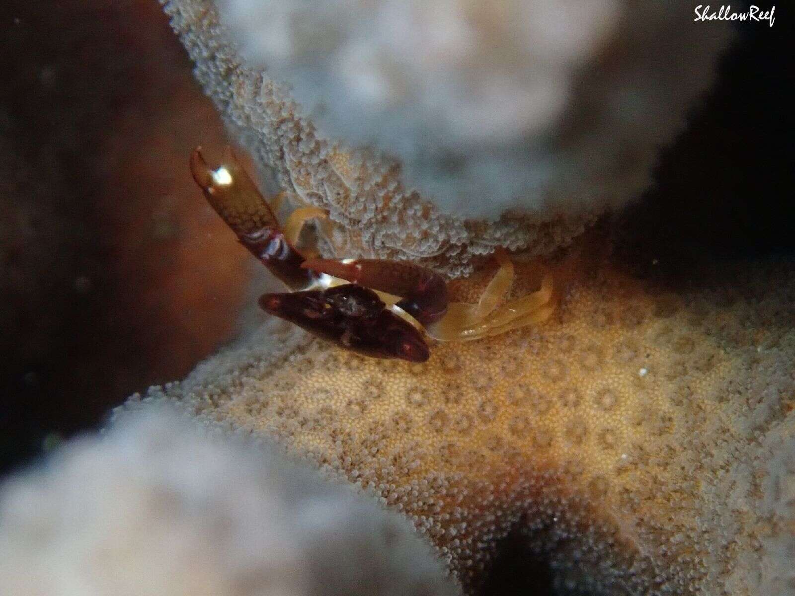 Image of brown guard crab