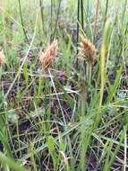 Plancia ëd Calliscirpus brachythrix C. N. Gilmour, J. R. Starr & Naczi