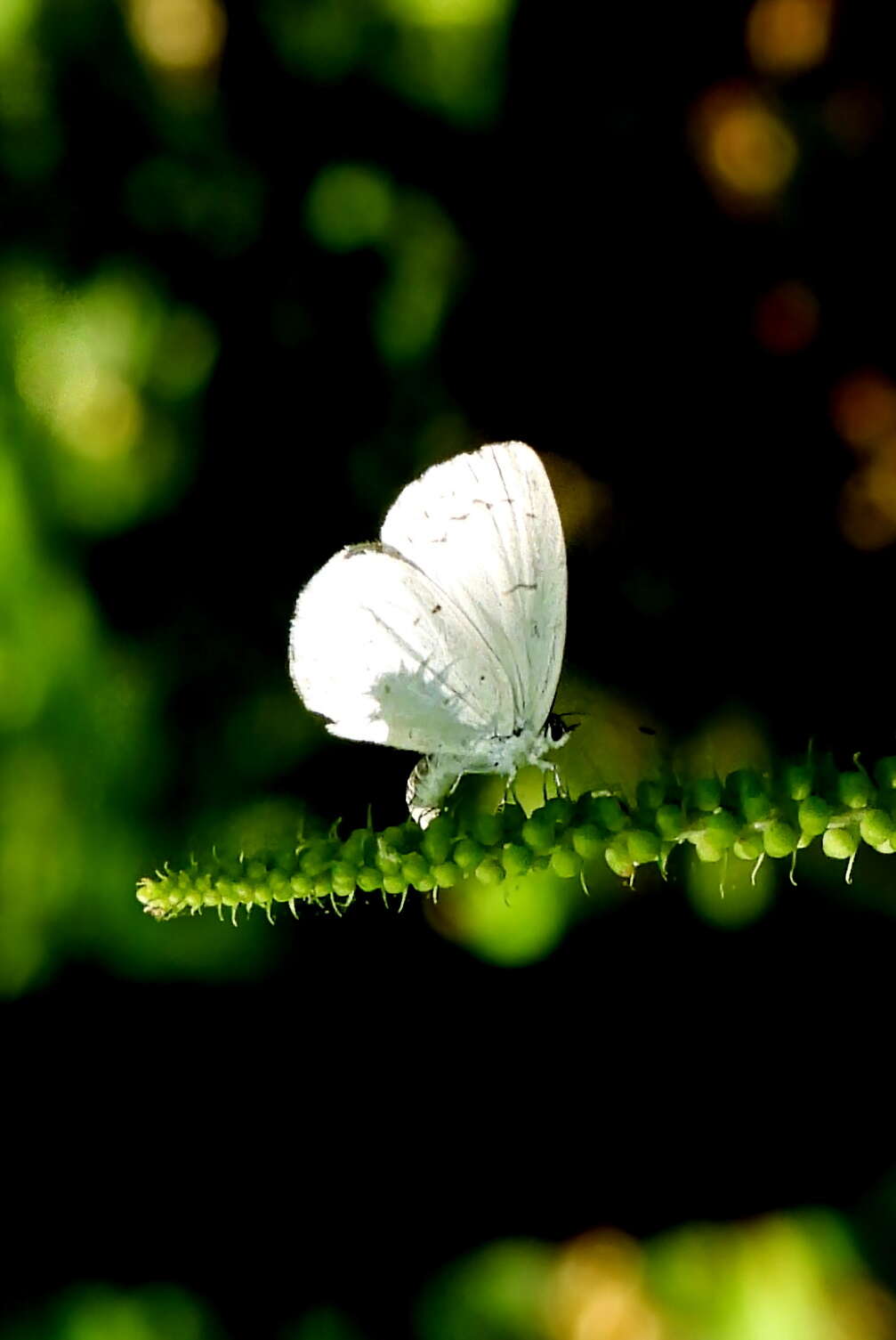 Image of <i>Celastrina neglectamajor</i>