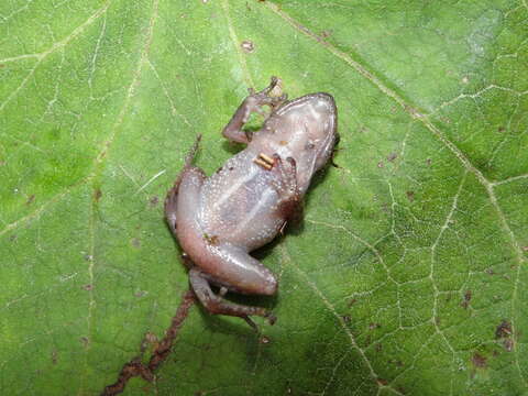 Imagem de Eleutherodactylus floresvillelai Grünwald, Reyes-Velasco, Franz-Chávez, Morales-Flores, Ahumada-Carrillo, Jones & Boissinot 2018