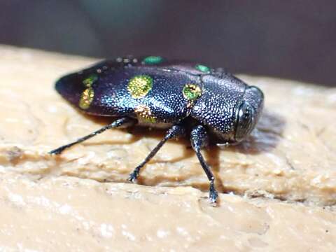 Image of Chrysobothris chrysoela (Illiger 1800)