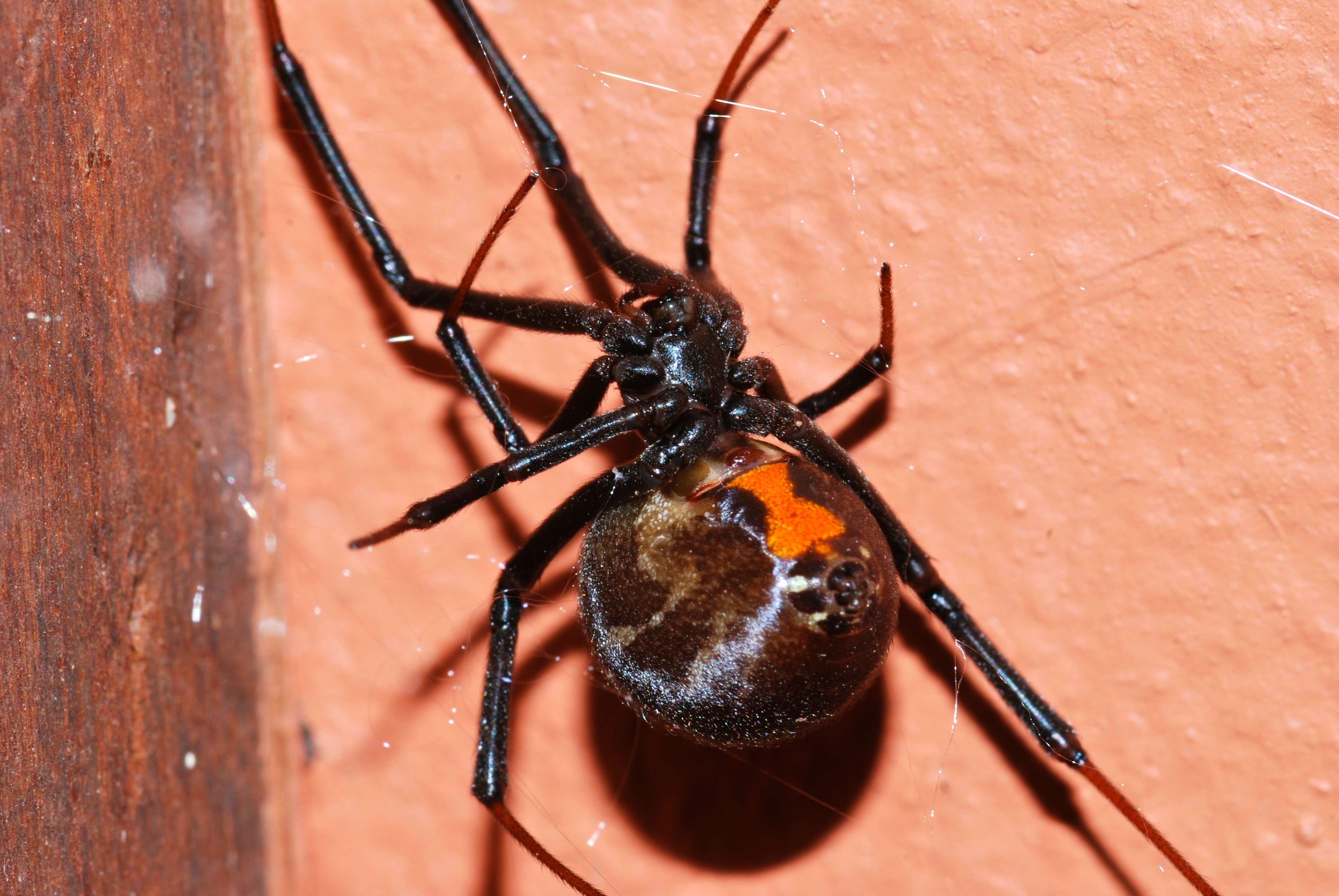 Image of brown button spider