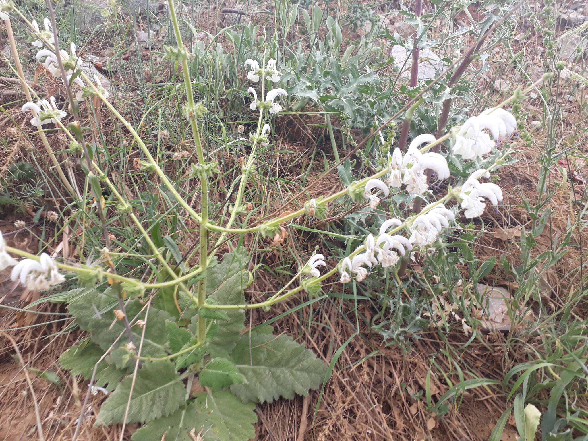 Imagem de Salvia microstegia Boiss. & Balansa