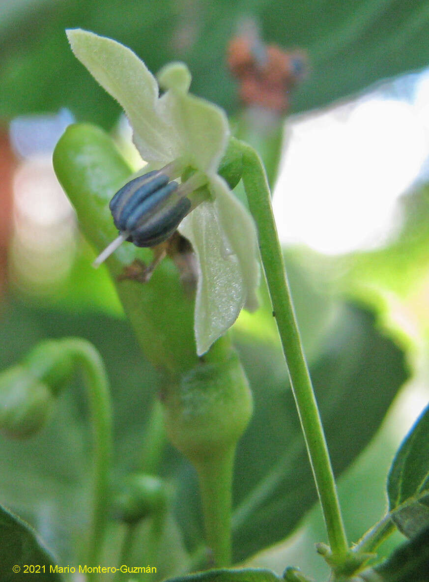 Image of Capsicum frutescens L.