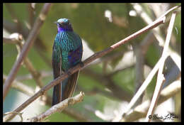 Colibri coruscans (Gould 1846) resmi