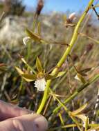 Image of Acrolophia capensis (P. J. Bergius) Fourc.