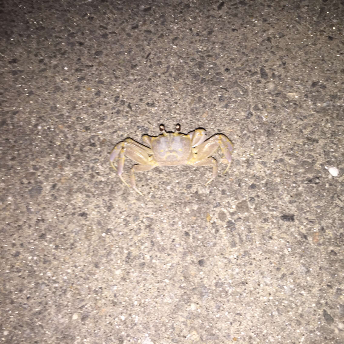 Image of Atlantic Ghost Crab