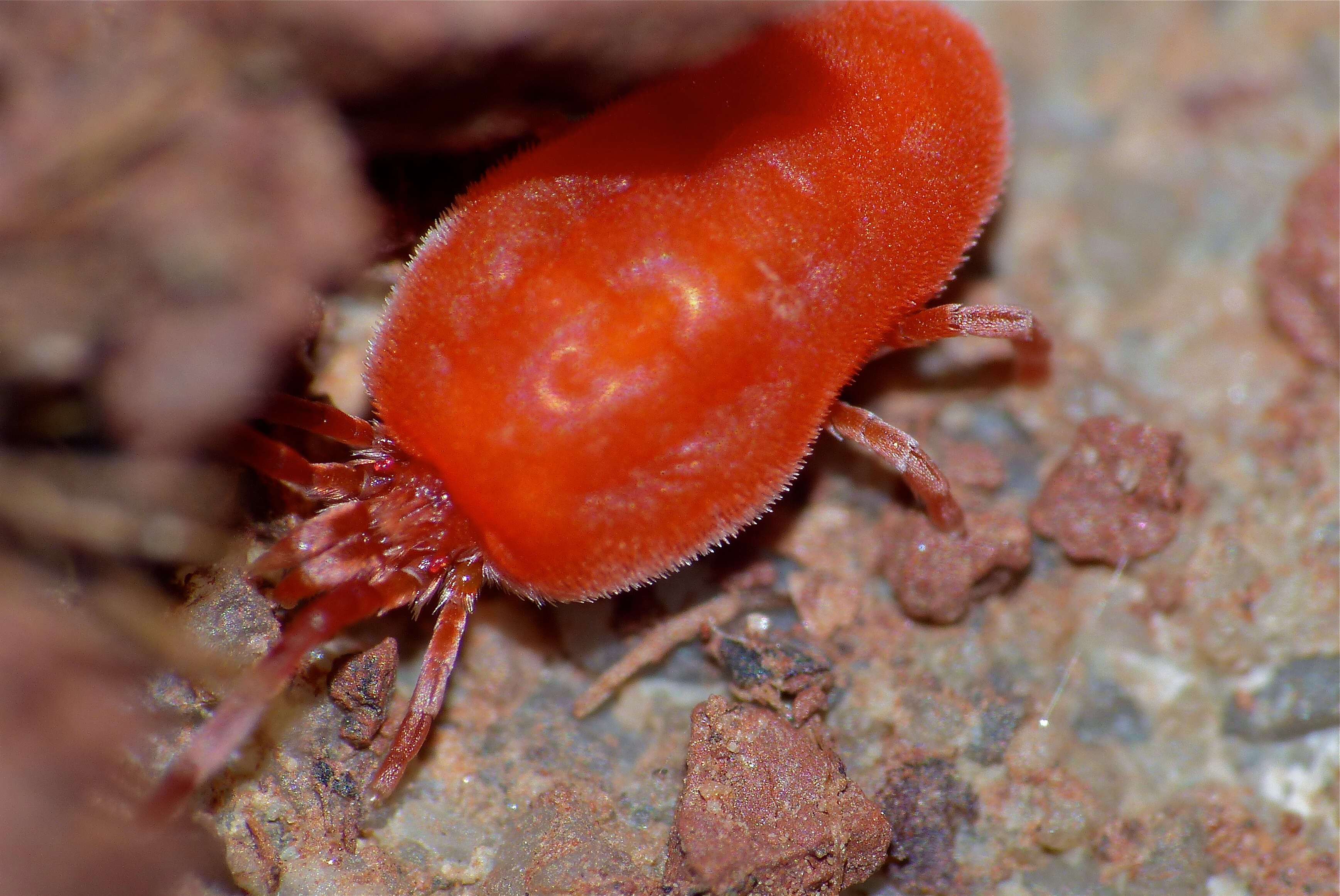 Image of Trombidium holosericeum