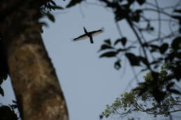 Image of Black-and-white Casqued Hornbill