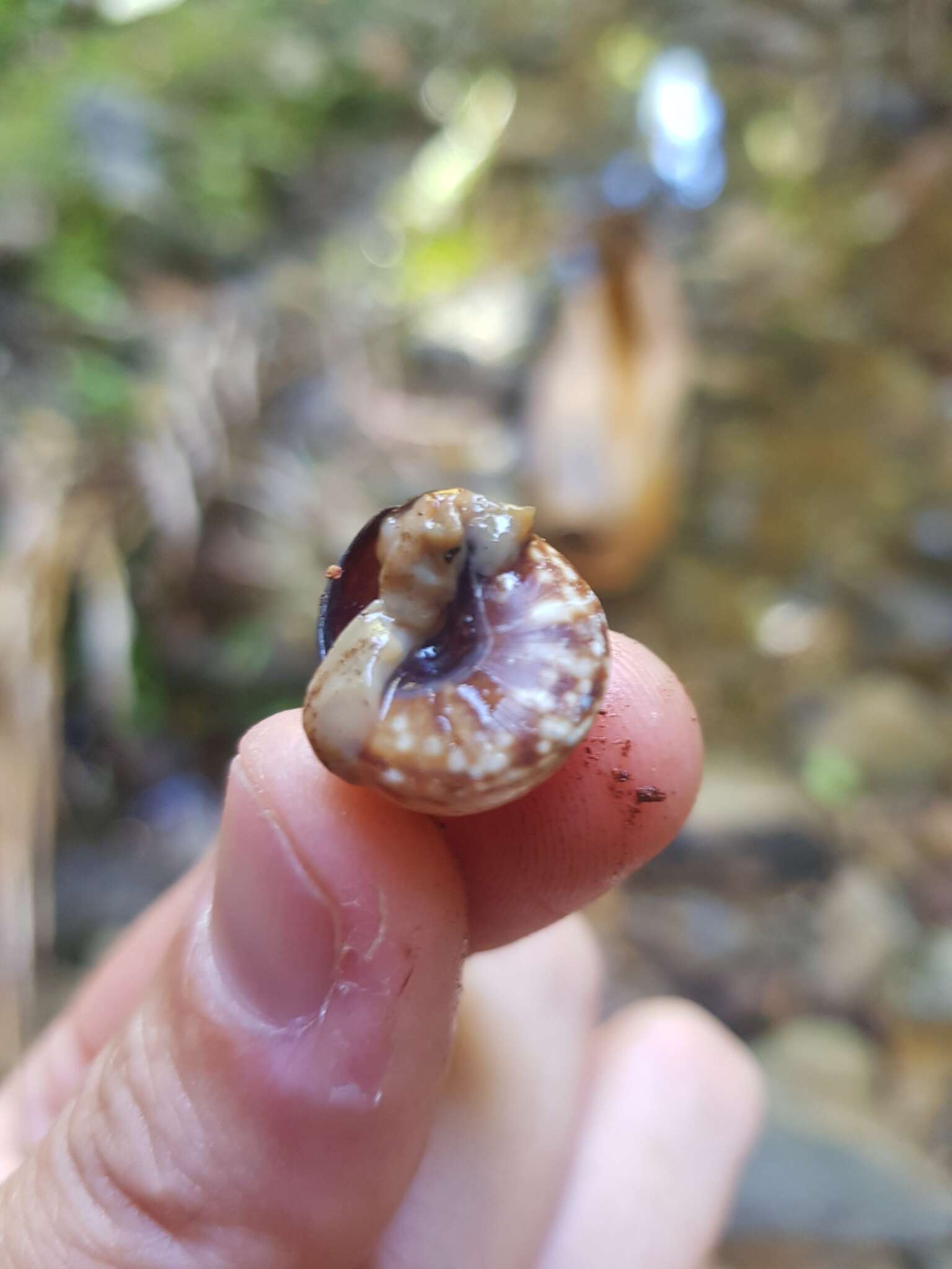 Image of Mottled Treesnail