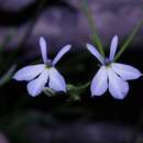 Imagem de Lobelia flexuosa subsp. intermedia (Hemsl.) Lammers