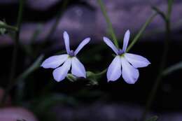 Imagem de Lobelia flexuosa subsp. intermedia (Hemsl.) Lammers