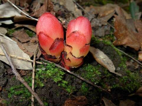 Слика од Cytinus ruber (Fourr.) Fritsch