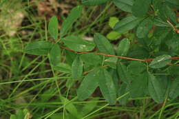 Image of Caragana ussuriensis (Regel) Pojark.