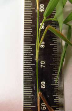 Image de Panicum malacophyllum Nash