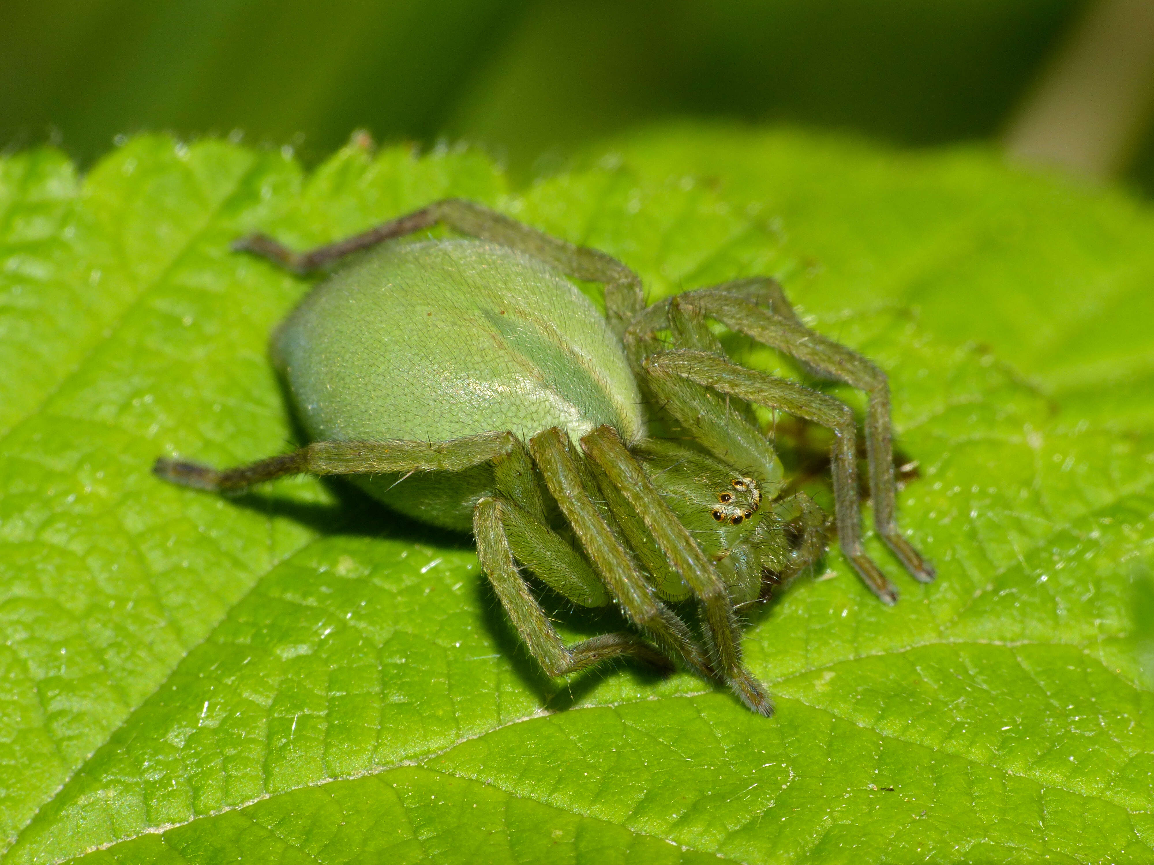 Image of Micrommata virescens (Clerck 1757)