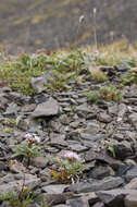 Image of Saussurea tilesii (Ledeb.) Ledeb.