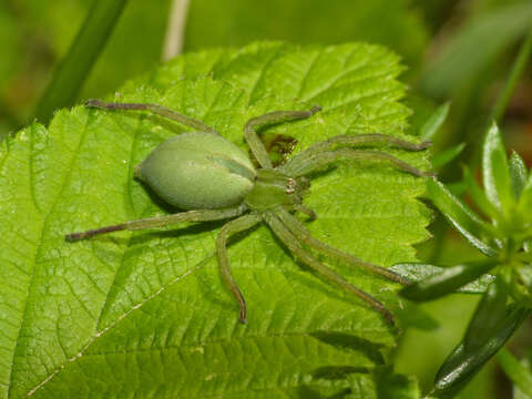 Image of Micrommata virescens (Clerck 1757)