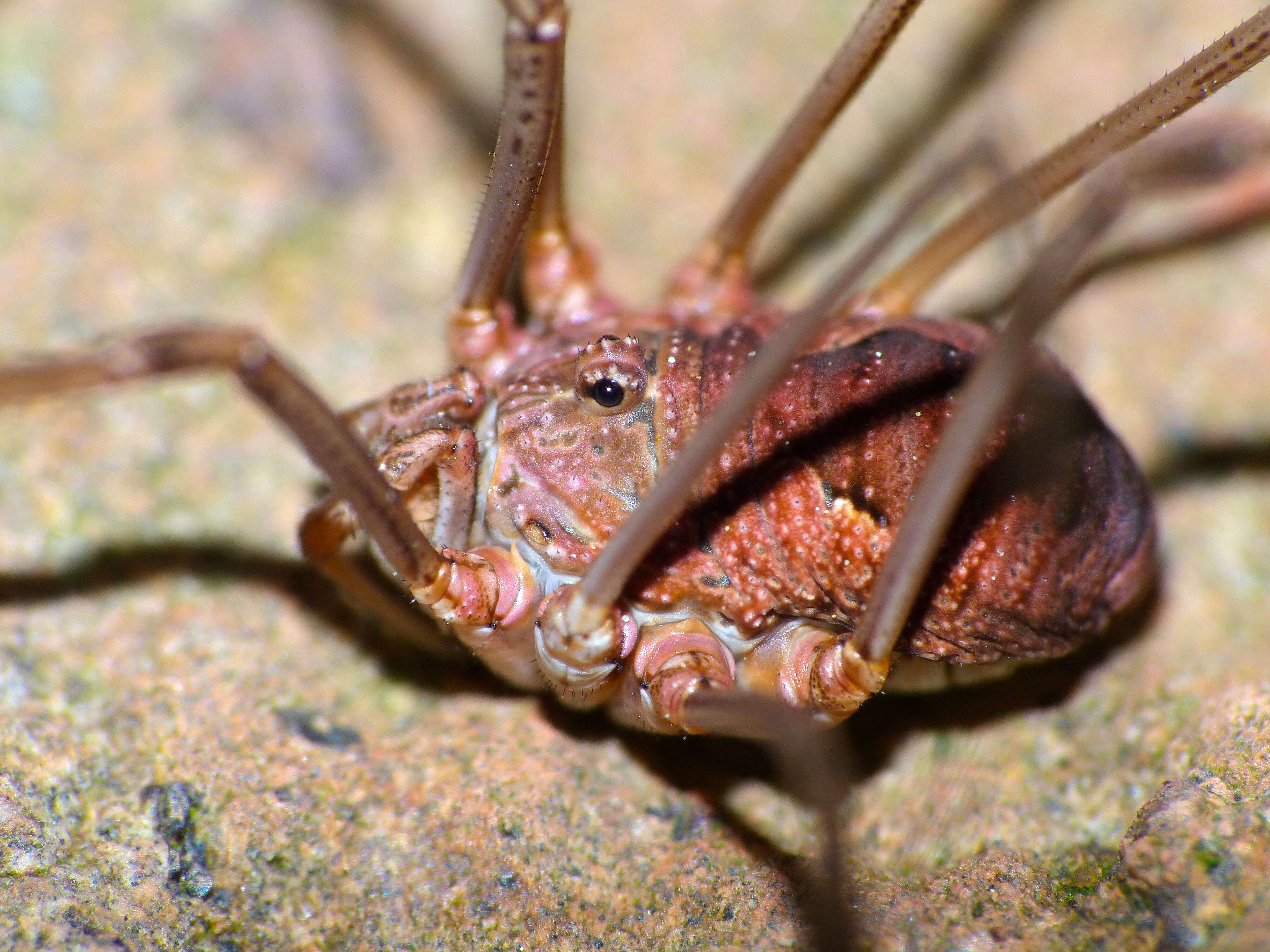 Image of Daddy longleg