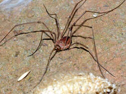 Image of Daddy longleg