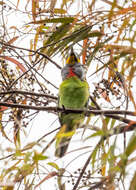 Image of Chinese Barbet