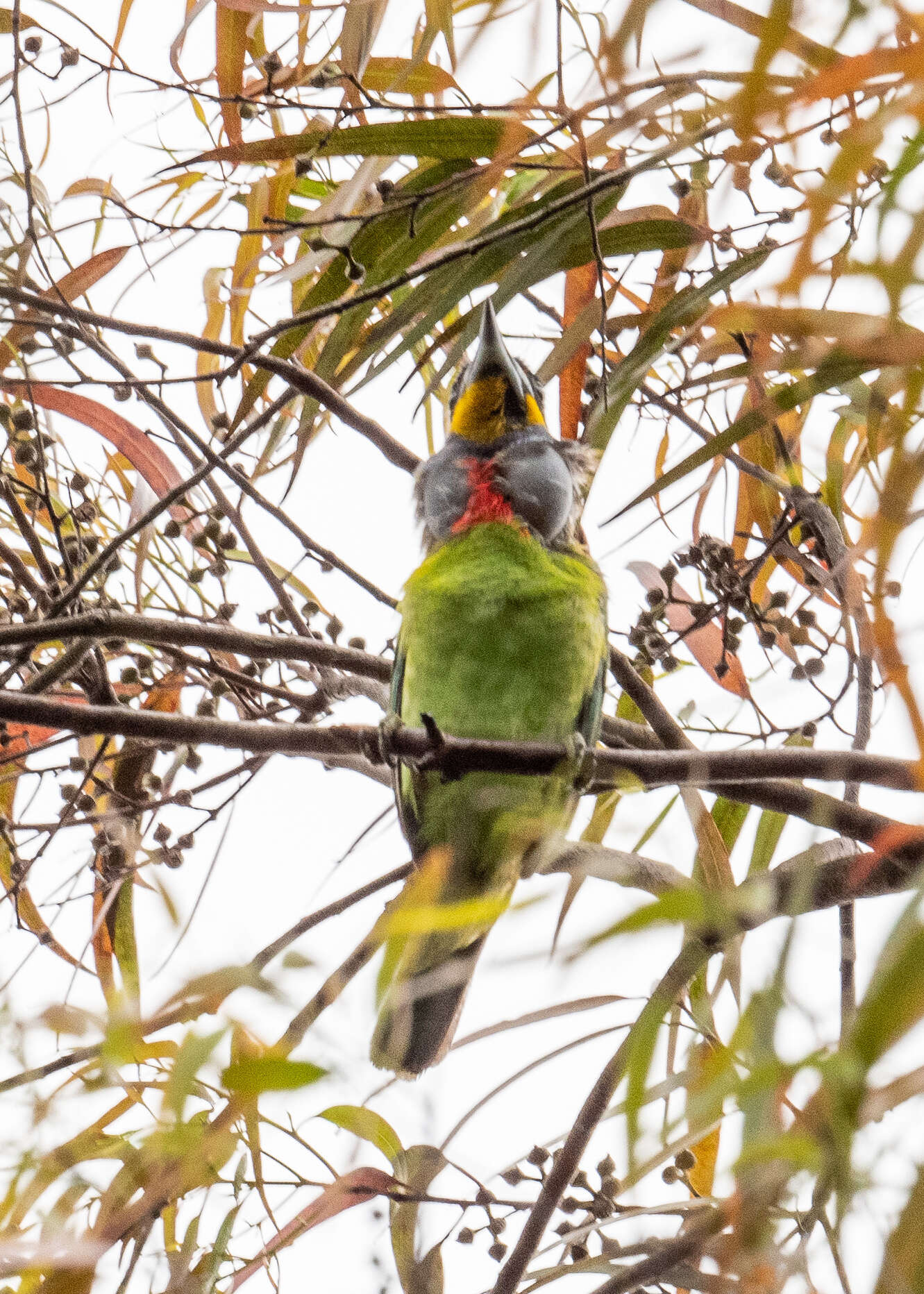 Image of Chinese Barbet