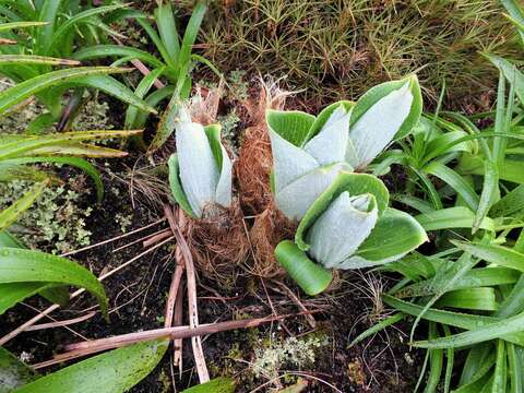 Image of Pleurophyllum criniferum Hook. fil.