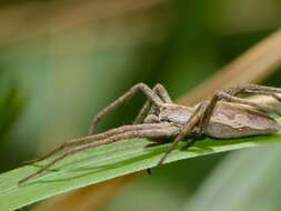 Image of Nursery-web spider