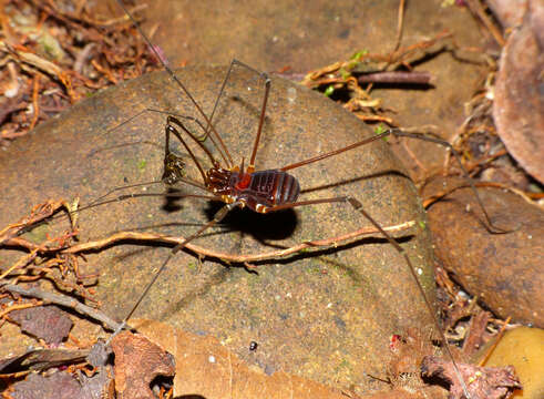 Image of Epedanidae