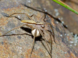 Image of Nursery-web spider