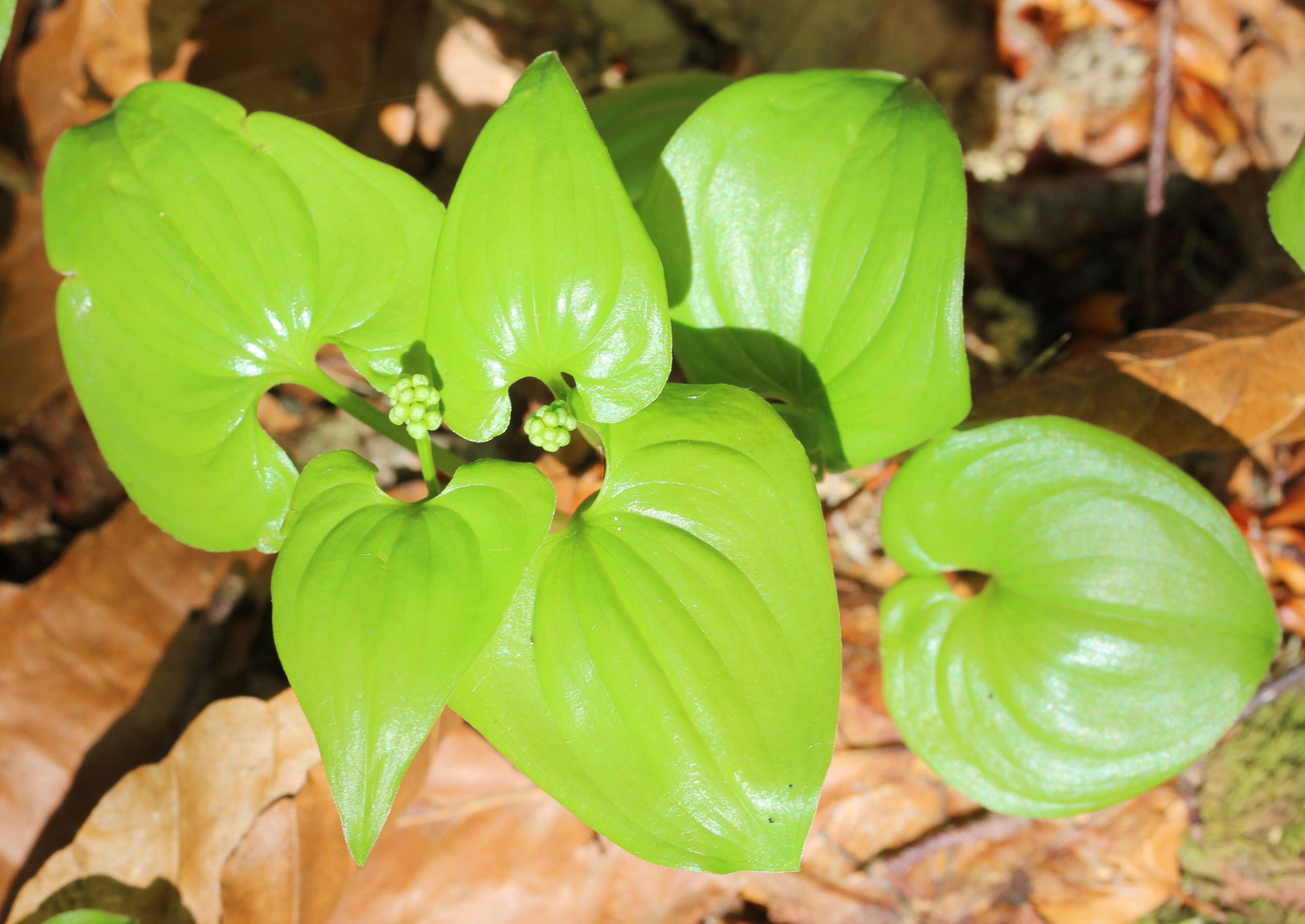 Imagem de Maianthemum dilatatum (Alph. Wood) A. Nelson & J. F. Macbr.