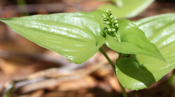 Imagem de Maianthemum dilatatum (Alph. Wood) A. Nelson & J. F. Macbr.