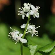 Imagem de Maianthemum dilatatum (Alph. Wood) A. Nelson & J. F. Macbr.