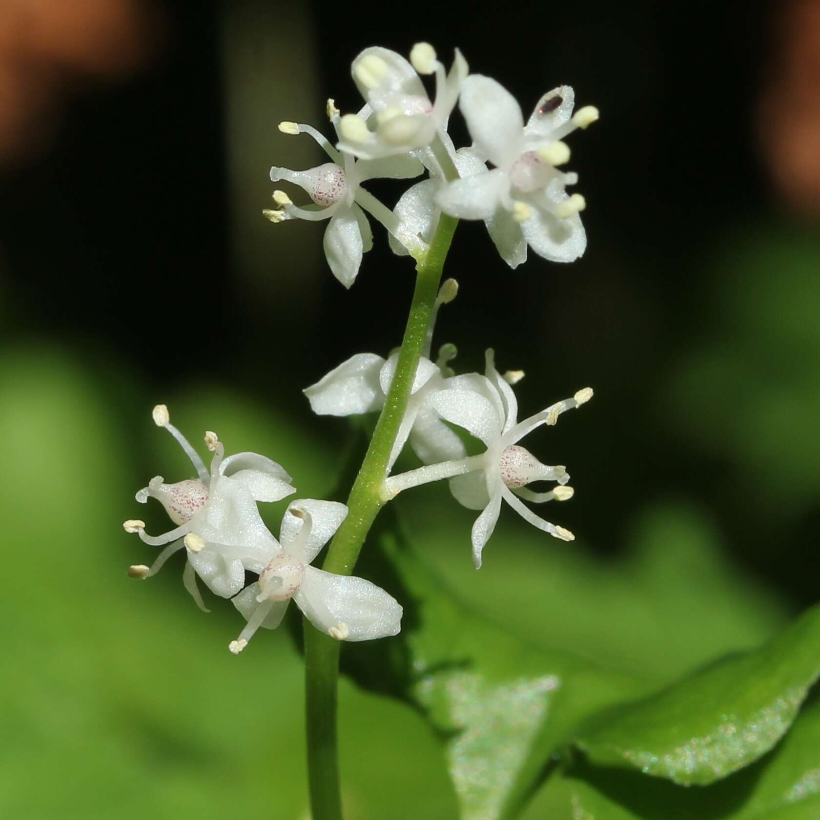 Imagem de Maianthemum dilatatum (Alph. Wood) A. Nelson & J. F. Macbr.