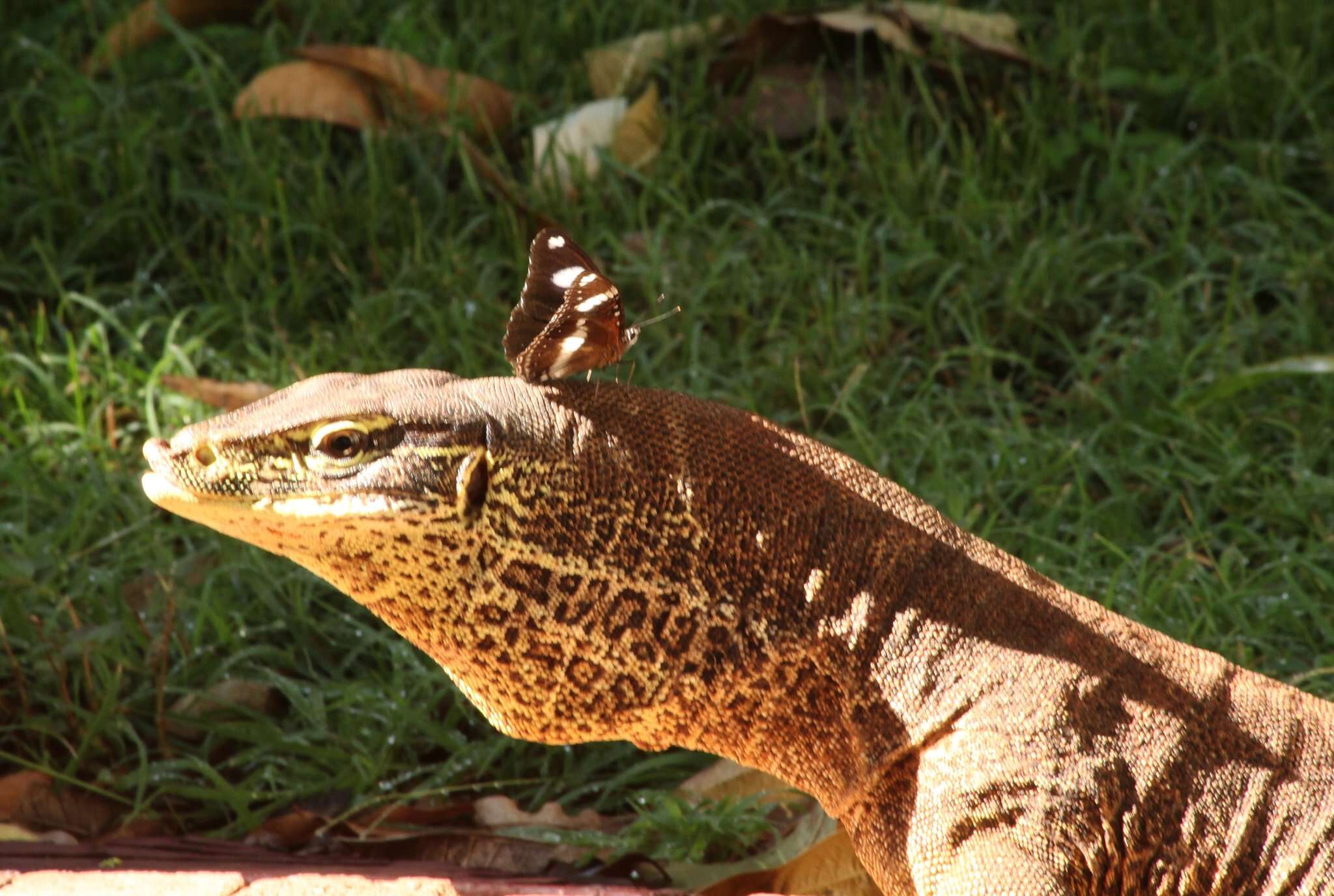 صورة Varanus panoptes panoptes (Storr 1980)