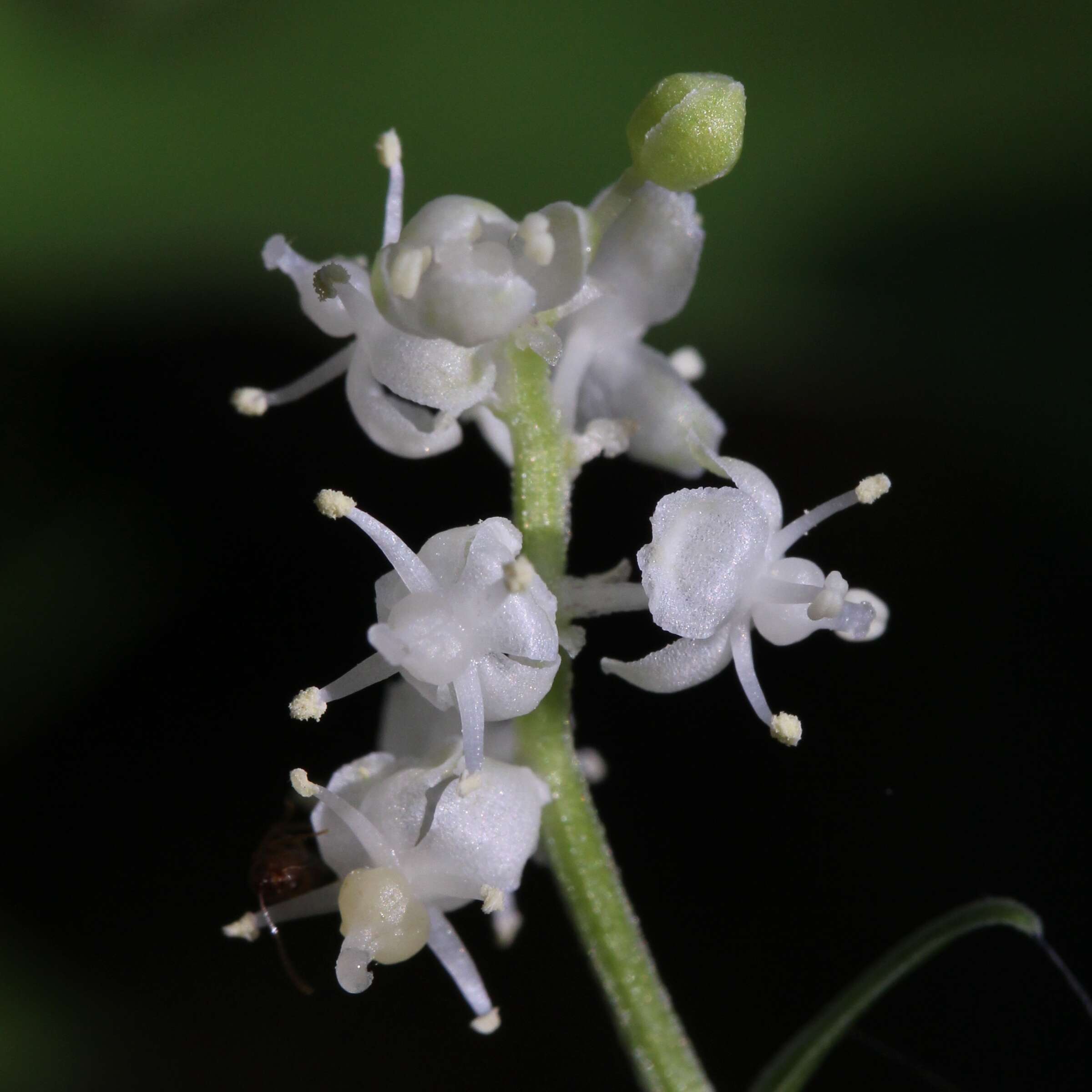 Imagem de Maianthemum dilatatum (Alph. Wood) A. Nelson & J. F. Macbr.