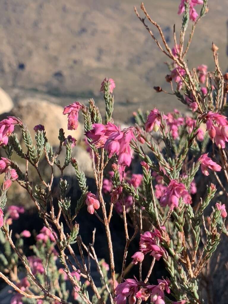 Image of Erica eugenea Dulfer