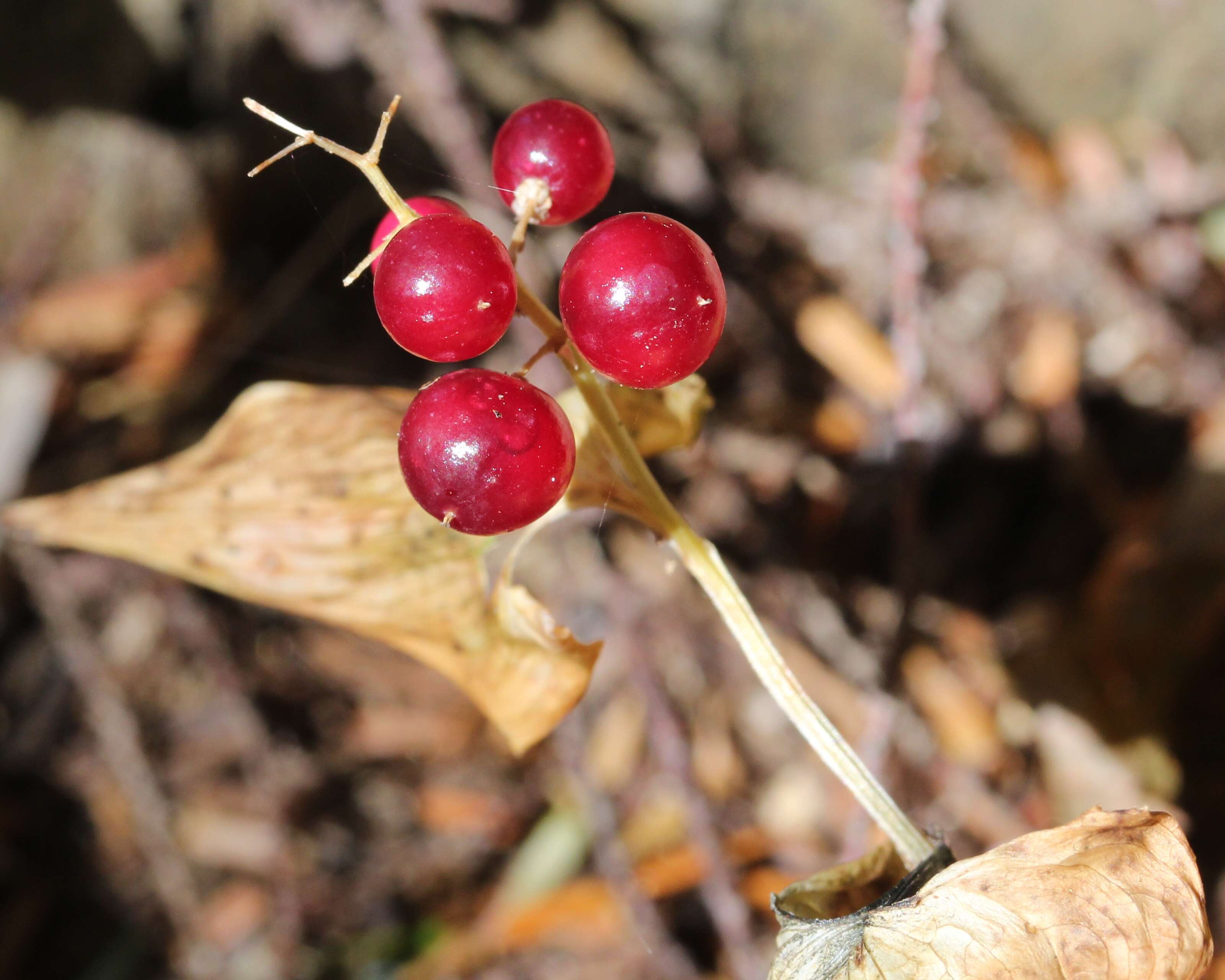 Imagem de Maianthemum dilatatum (Alph. Wood) A. Nelson & J. F. Macbr.